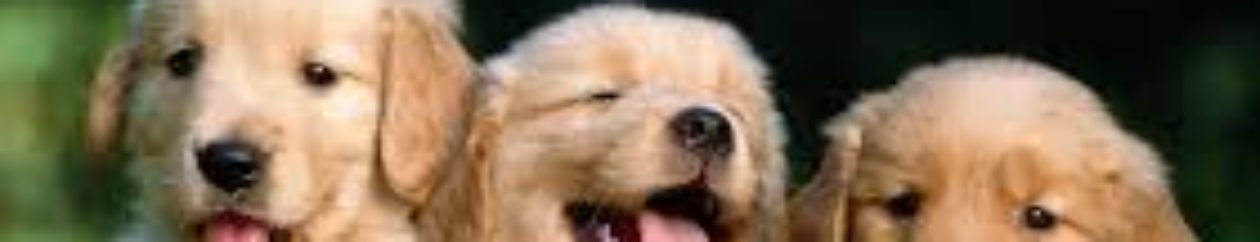 All About Dogs